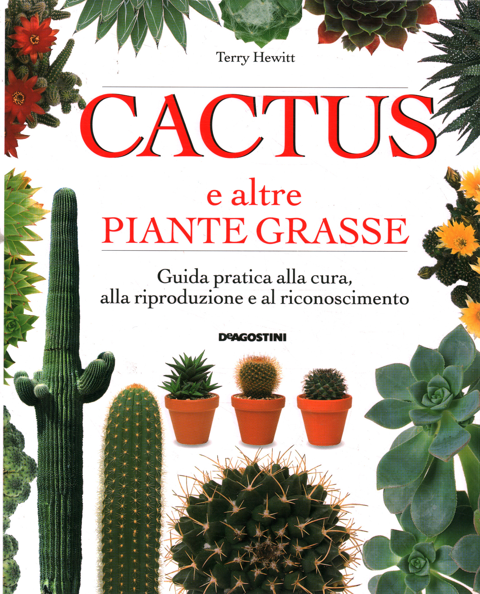 Cactus y otras suculentas