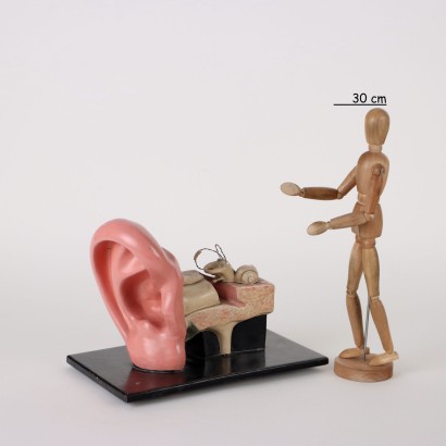 antiques, objects, antique objects, ancient objects, ancient Italian objects, antique objects, neoclassical objects, objects from the 19th century, Anatomical Model of the Ear%, Anatomical Model of the Ear