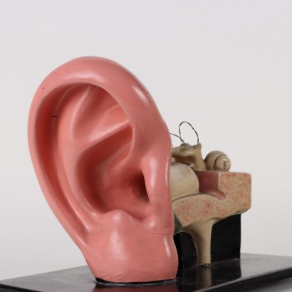 antiques, objects, antique objects, ancient objects, ancient Italian objects, antique objects, neoclassical objects, objects from the 19th century, Anatomical Model of the Ear%, Anatomical Model of the Ear