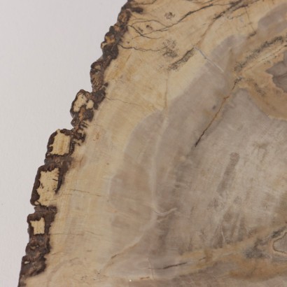 Dalle de bois fossile