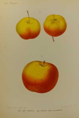 Le Verger ou histoire, culture et description avec planches coloriées des variétés de fruits les plus généralement connues. Tome IV et V: Pommes tardives et Pommes précoces