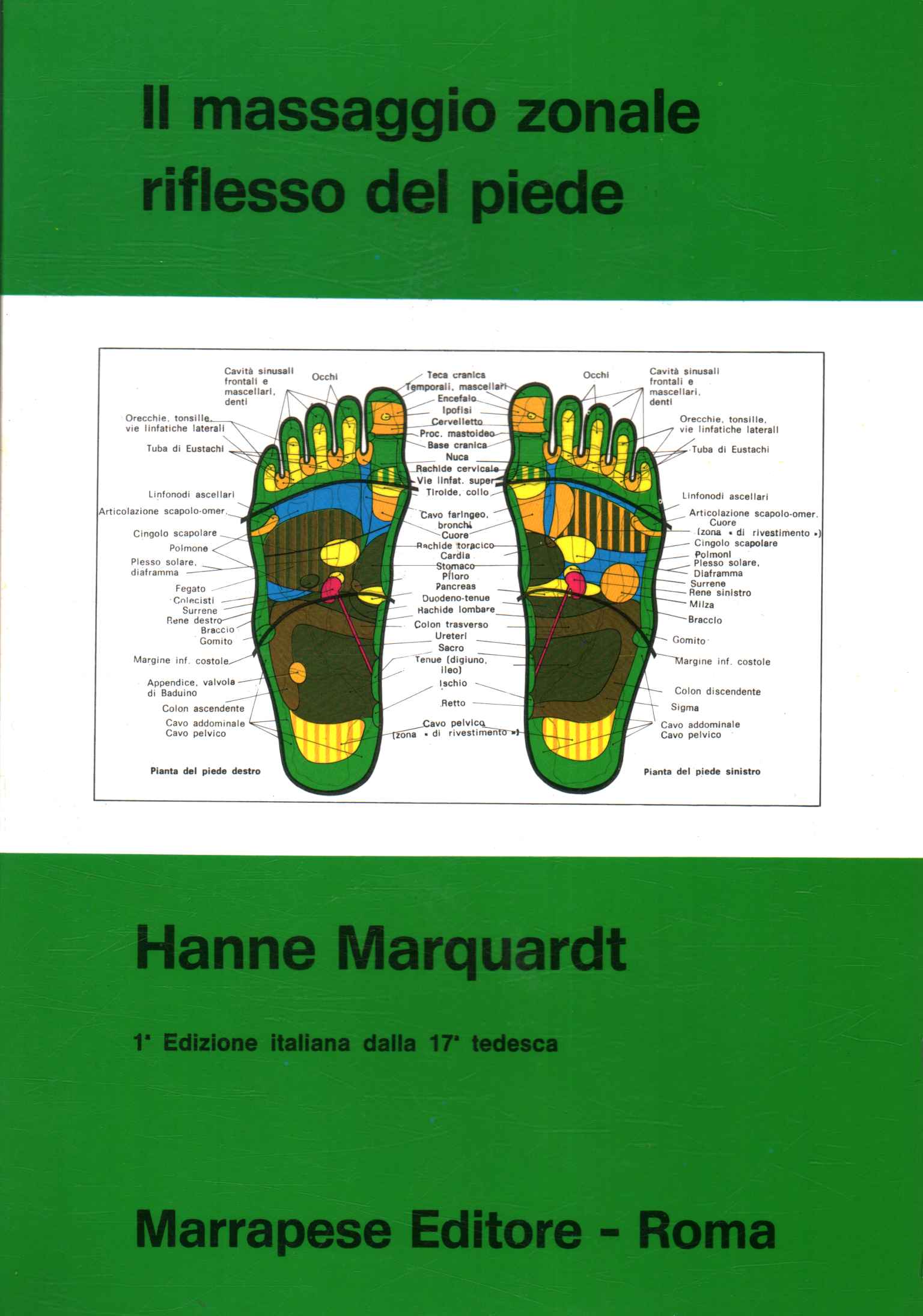 The reflex zonal massage of the foot