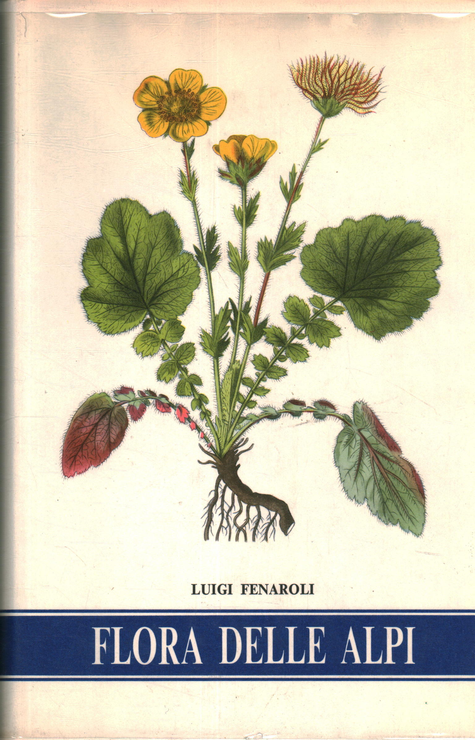 Flore des Alpes, Luigi Fenaroli